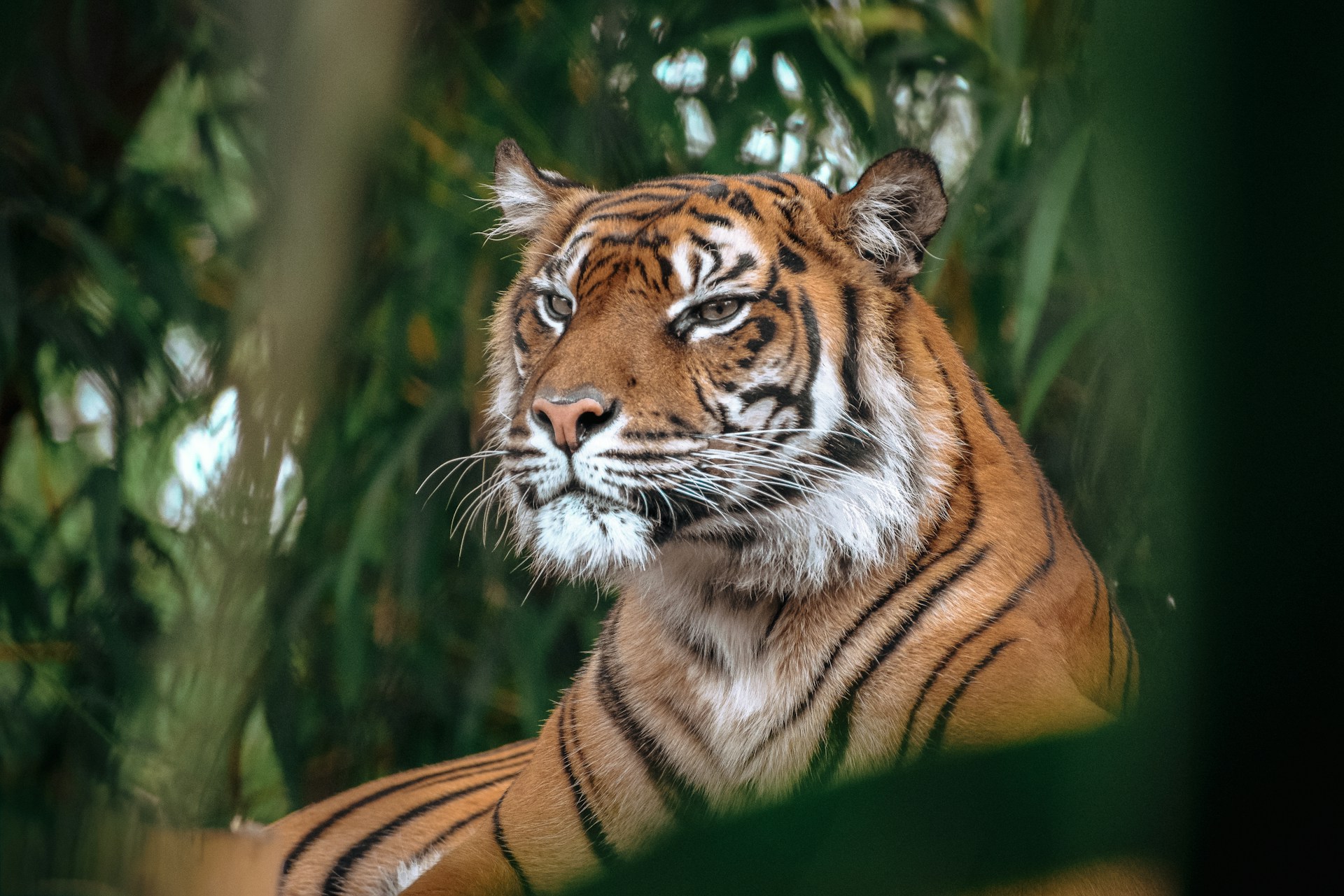 Orang-outan Sumatra