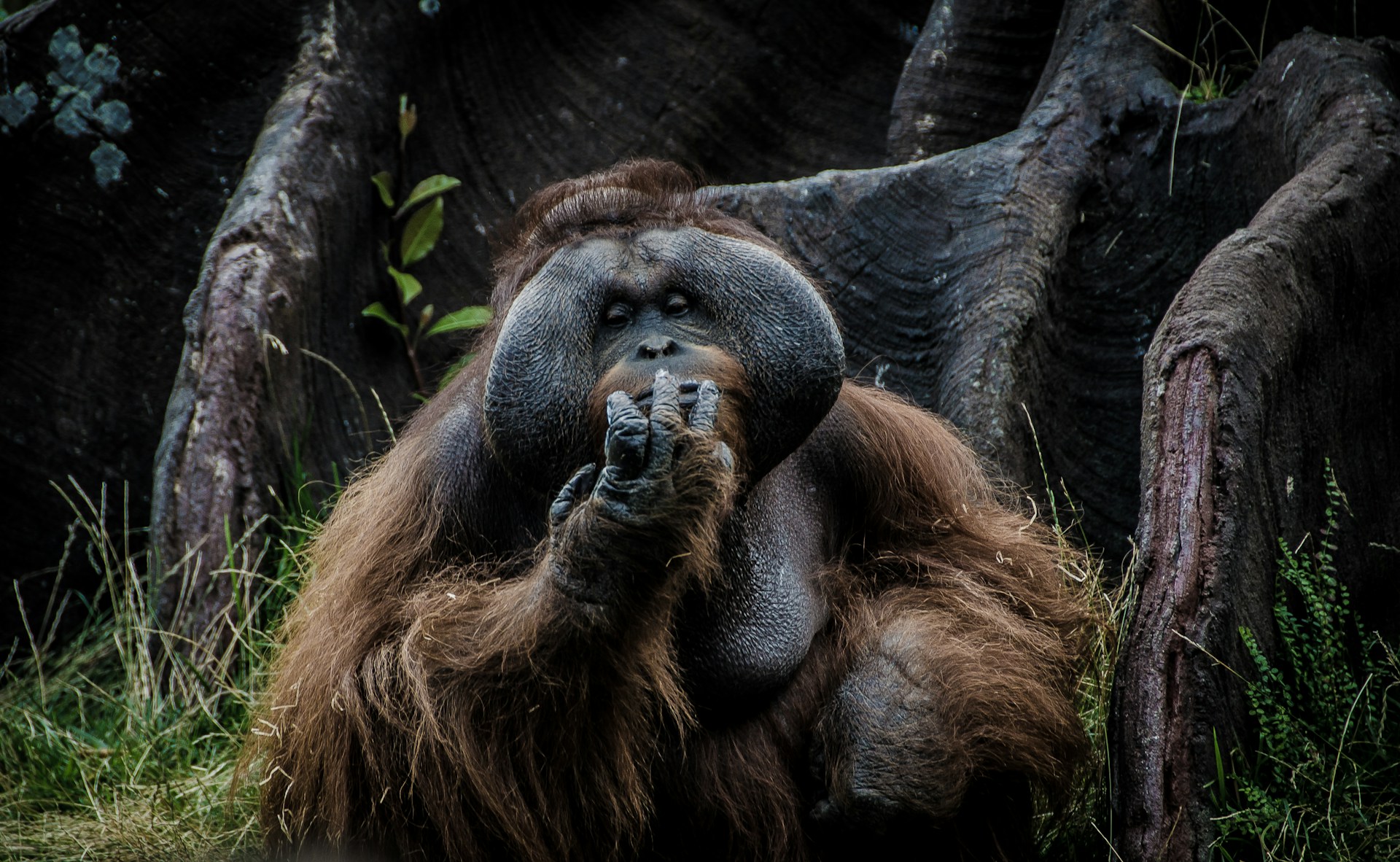 Lac Toba Sumatra